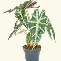 Small alocasia polly in a grow pot.