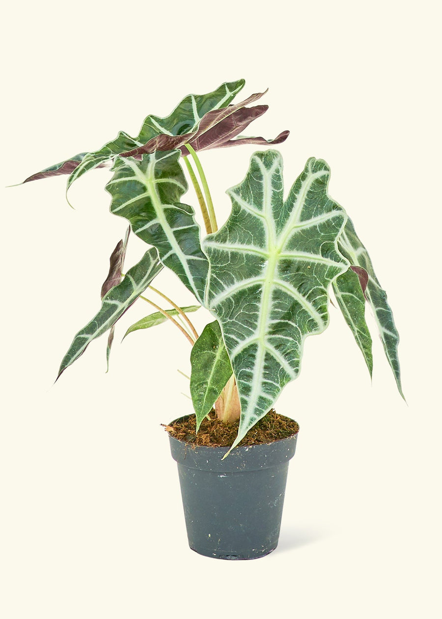 Small alocasia polly in a grow pot.