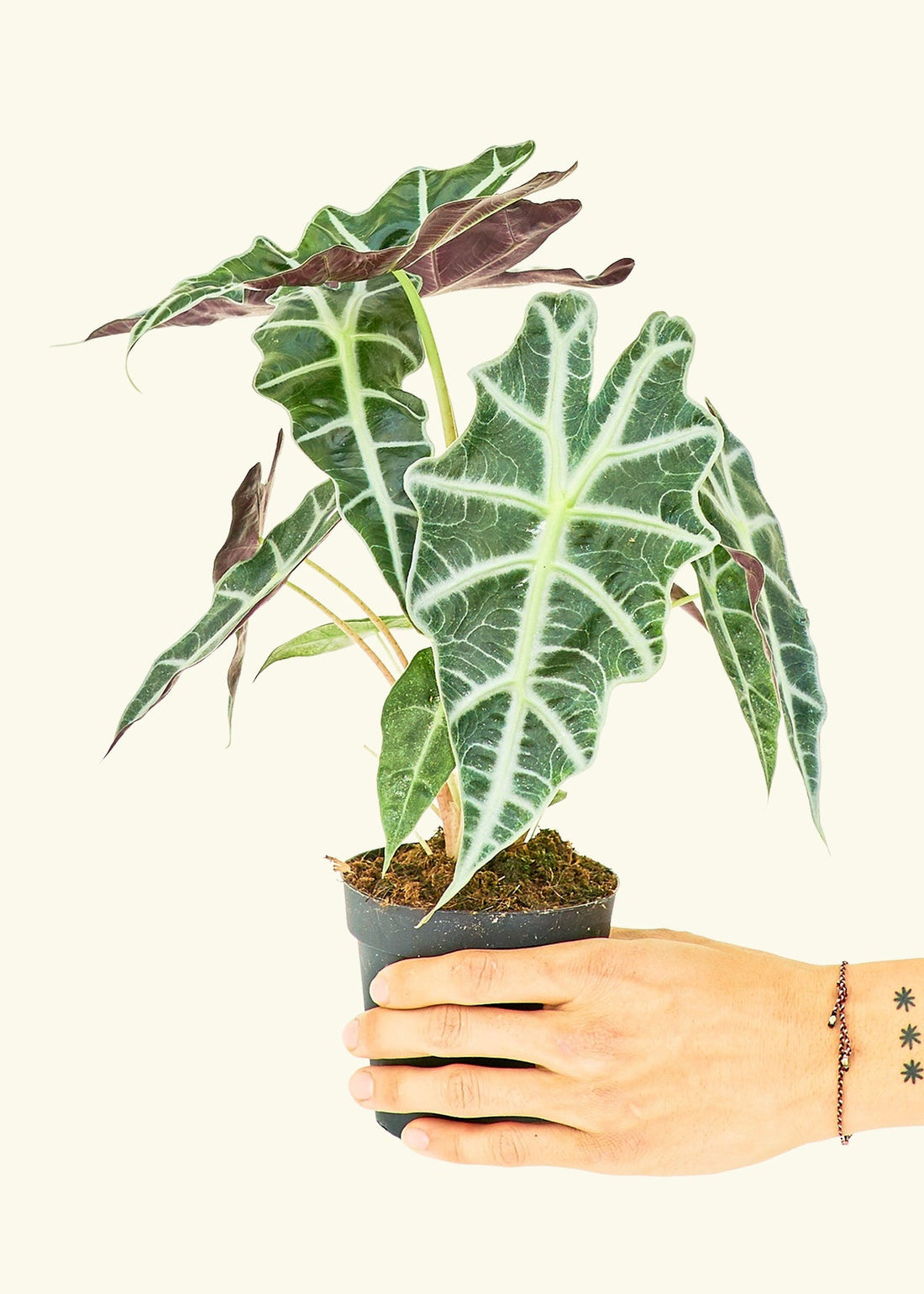 Small alocasia polly in a grow pot.