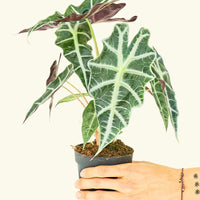 Small alocasia polly in a grow pot.