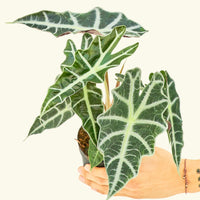 Small alocasia polly in a grow pot.