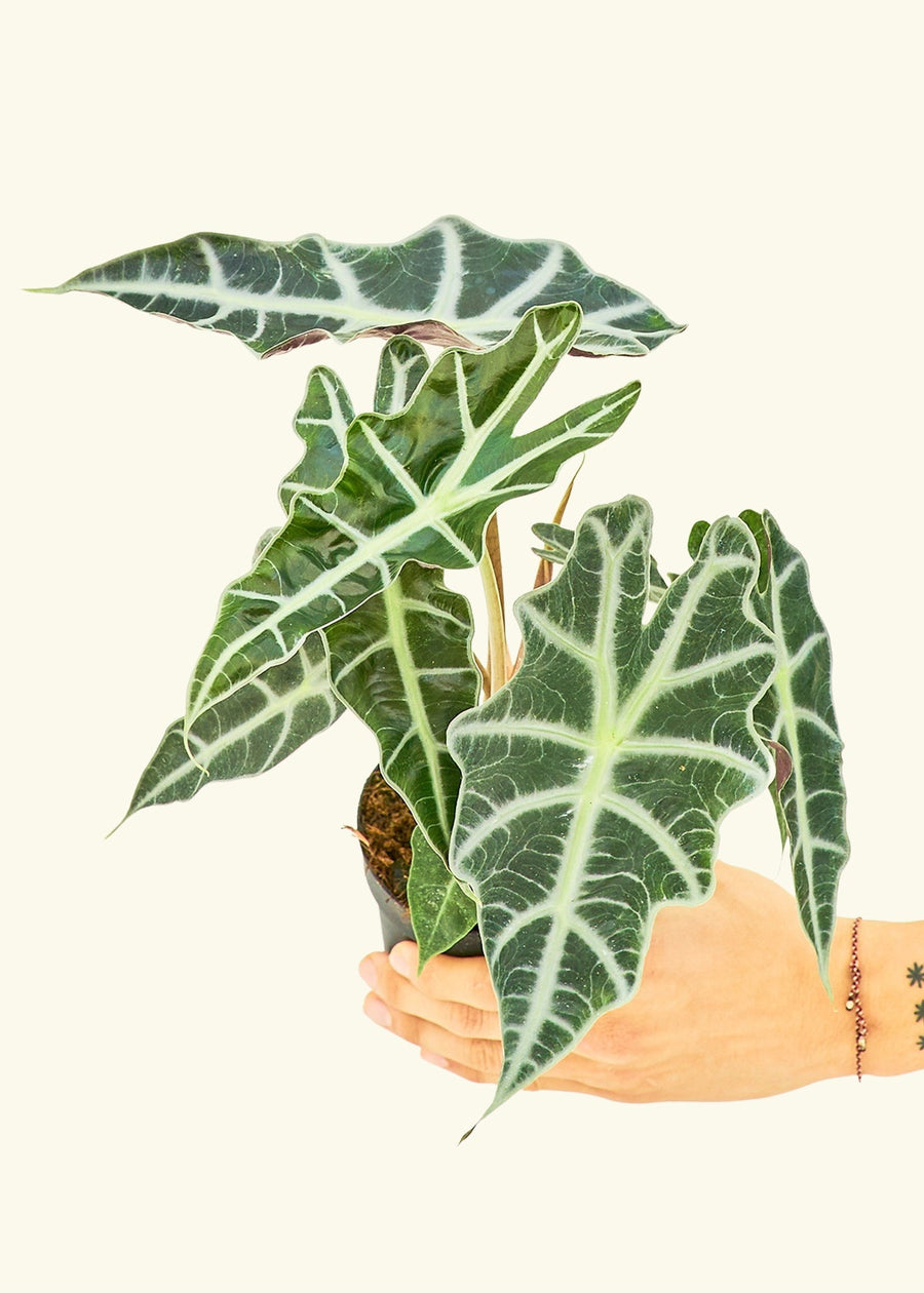 Small alocasia polly in a grow pot.