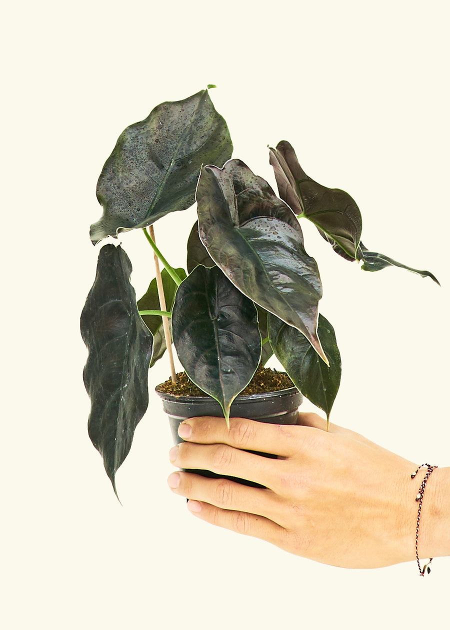 Small alocasia redmambo in a grow pot.