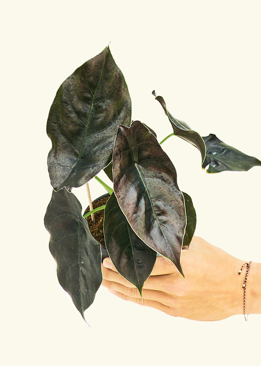 Small alocasia redmambo in a grow pot.