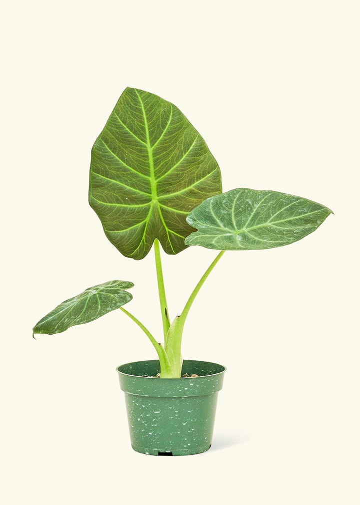 Small alocasia regalshield in a grow pot.