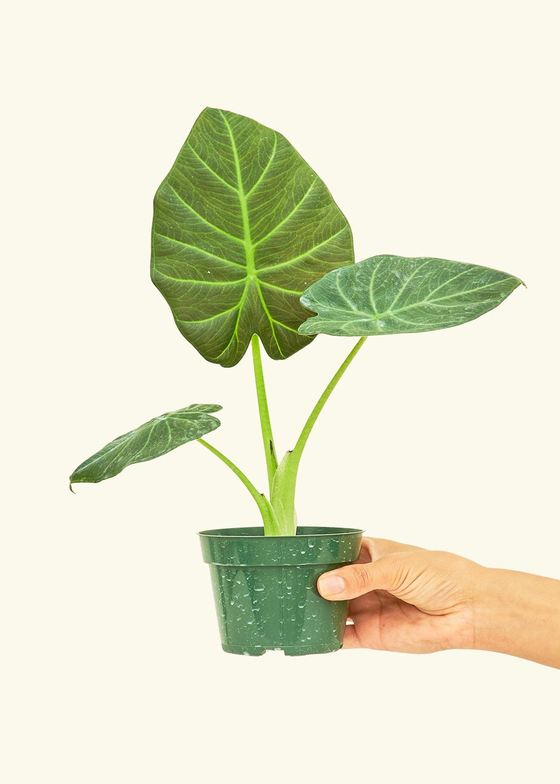 Small alocasia regalshield in a grow pot.