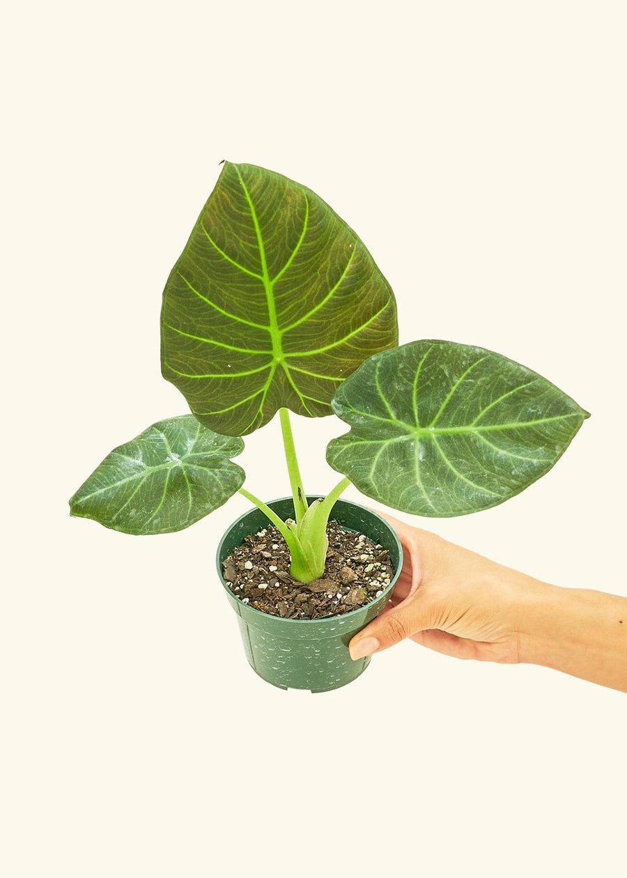 Small alocasia regalshield in a grow pot.