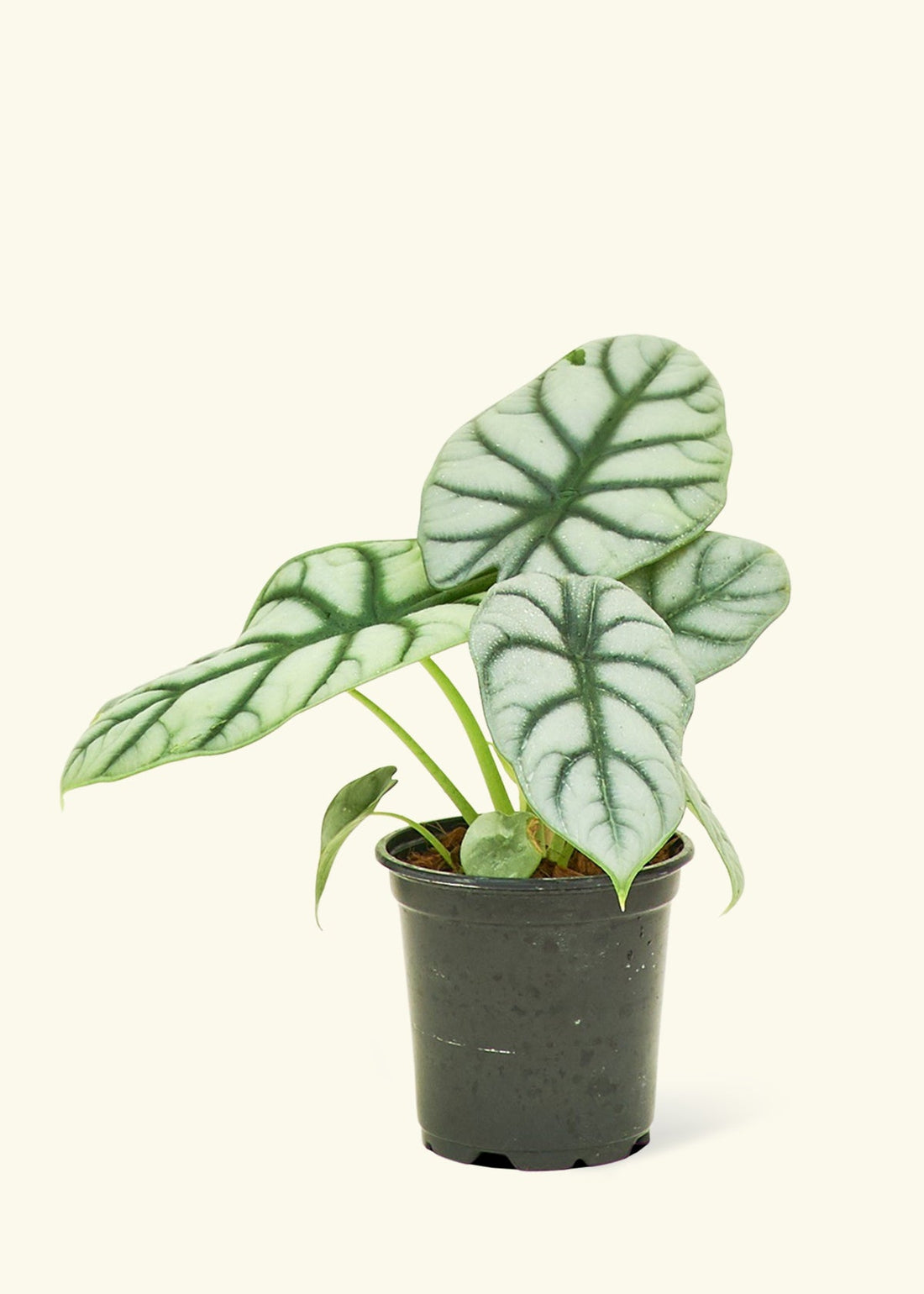 Small alocasia silver gragon in a grow pot.