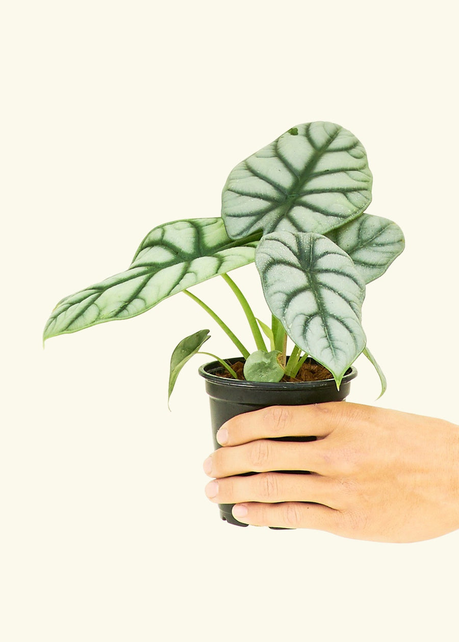 Small alocasia silver gragon in a grow pot.