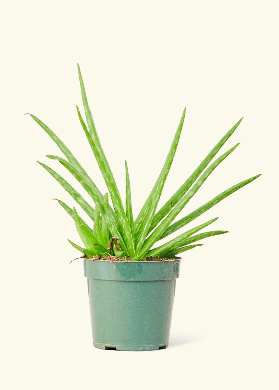 Small aloe vera in a grow pot.