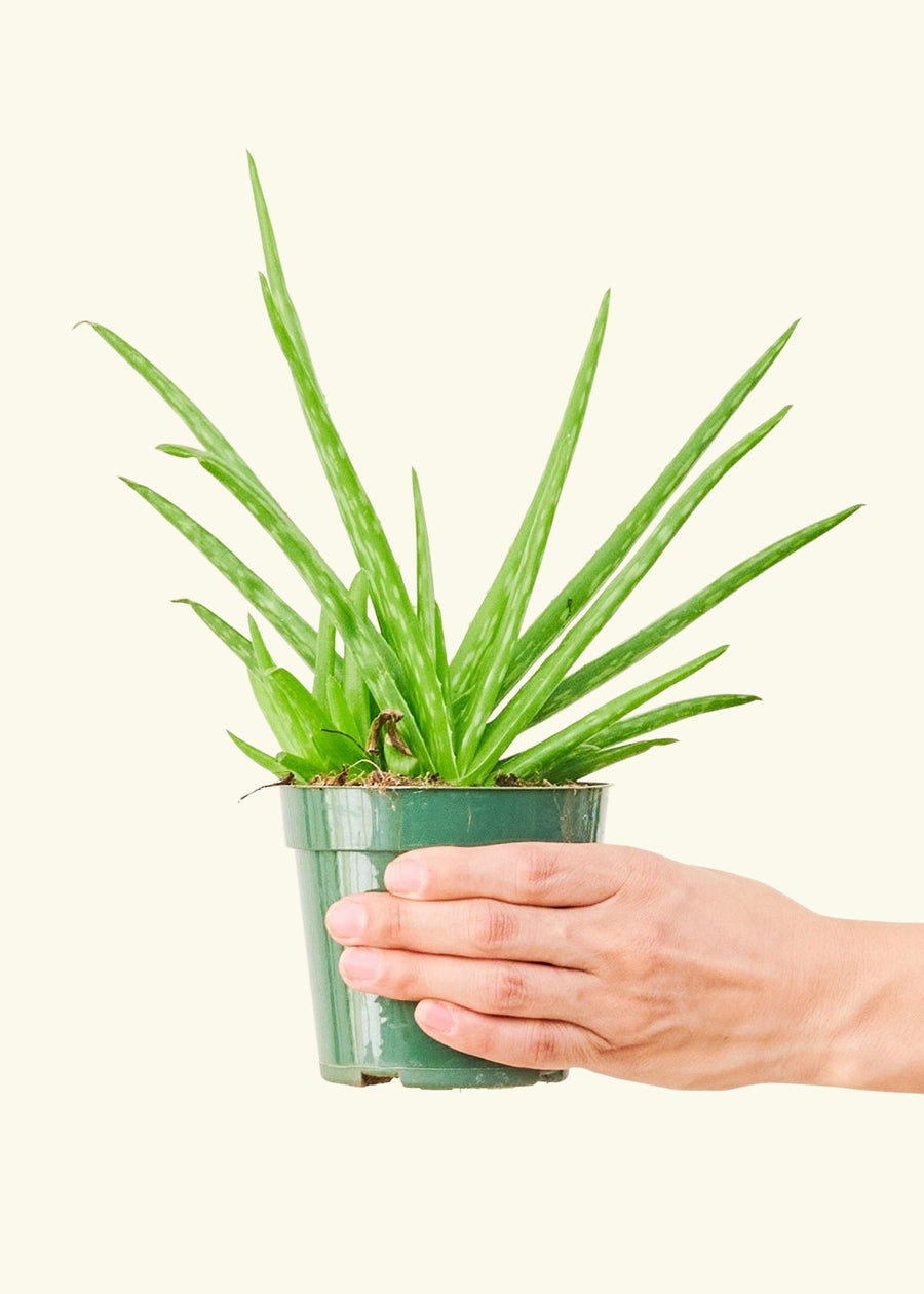 Small aloe vera in a grow pot.