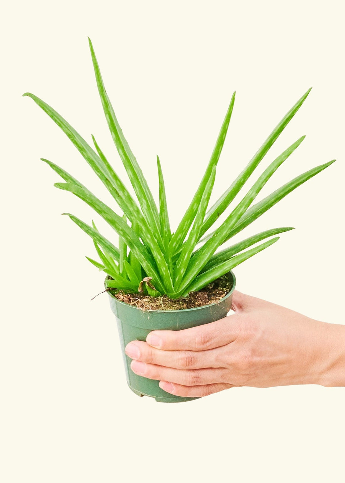 Small aloe vera in a grow pot.