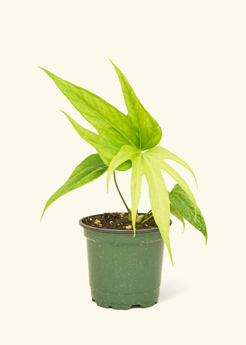 Small anthurium fingers in a grow pot.