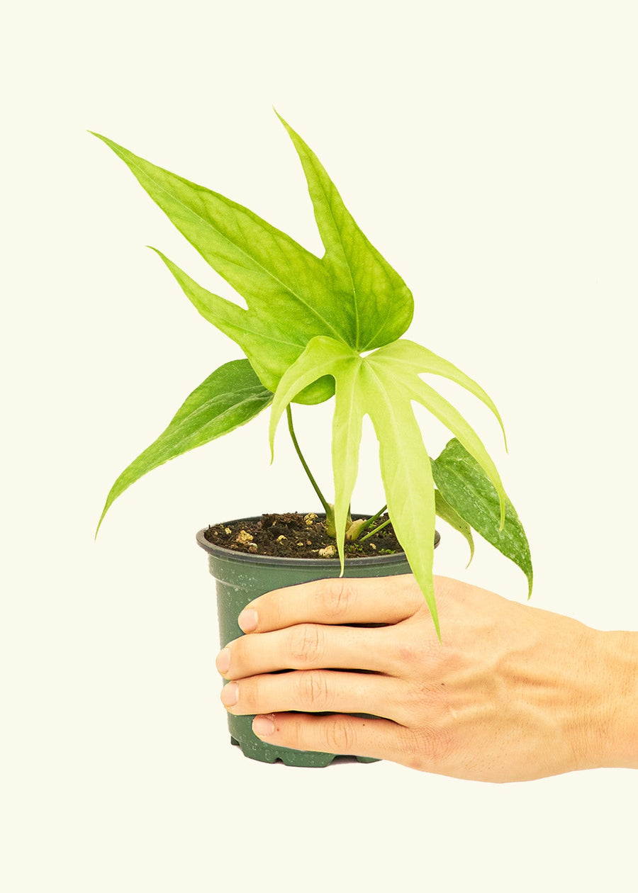 Small anthurium fingers in a grow pot.