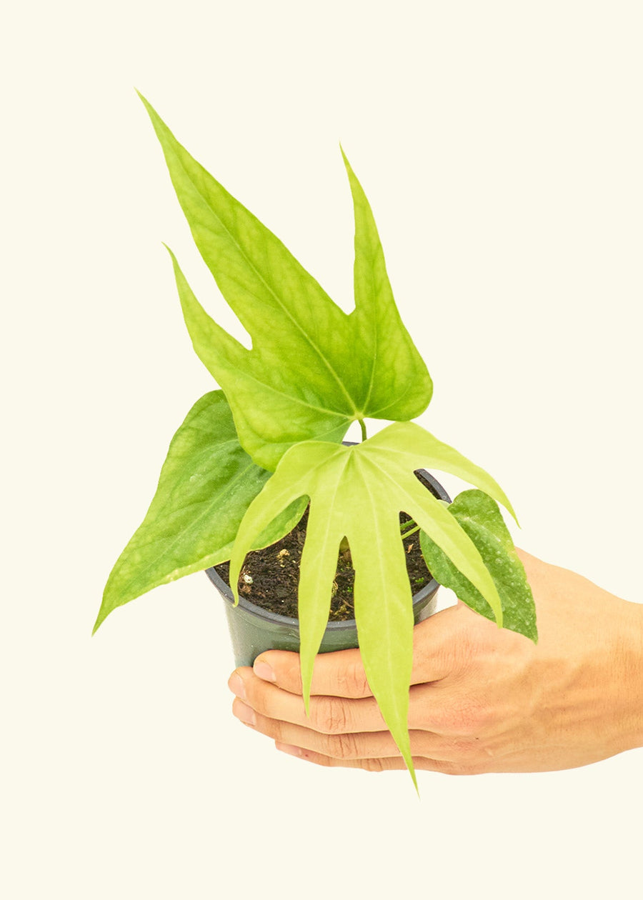 Small anthurium fingers in a grow pot.