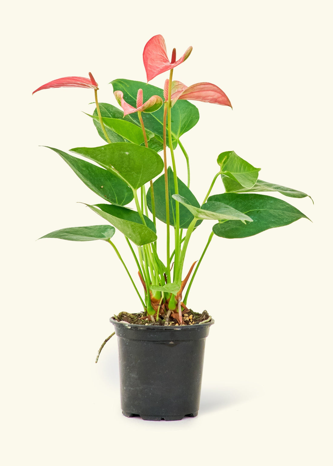 Small Anthurium &