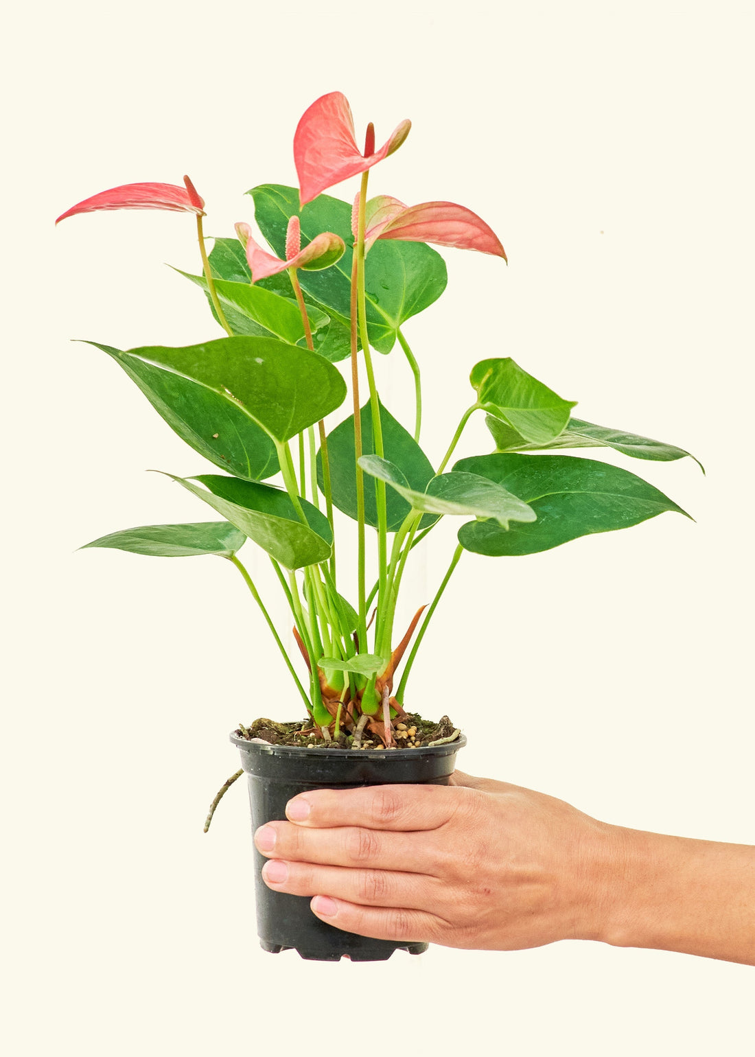 Small Anthurium &