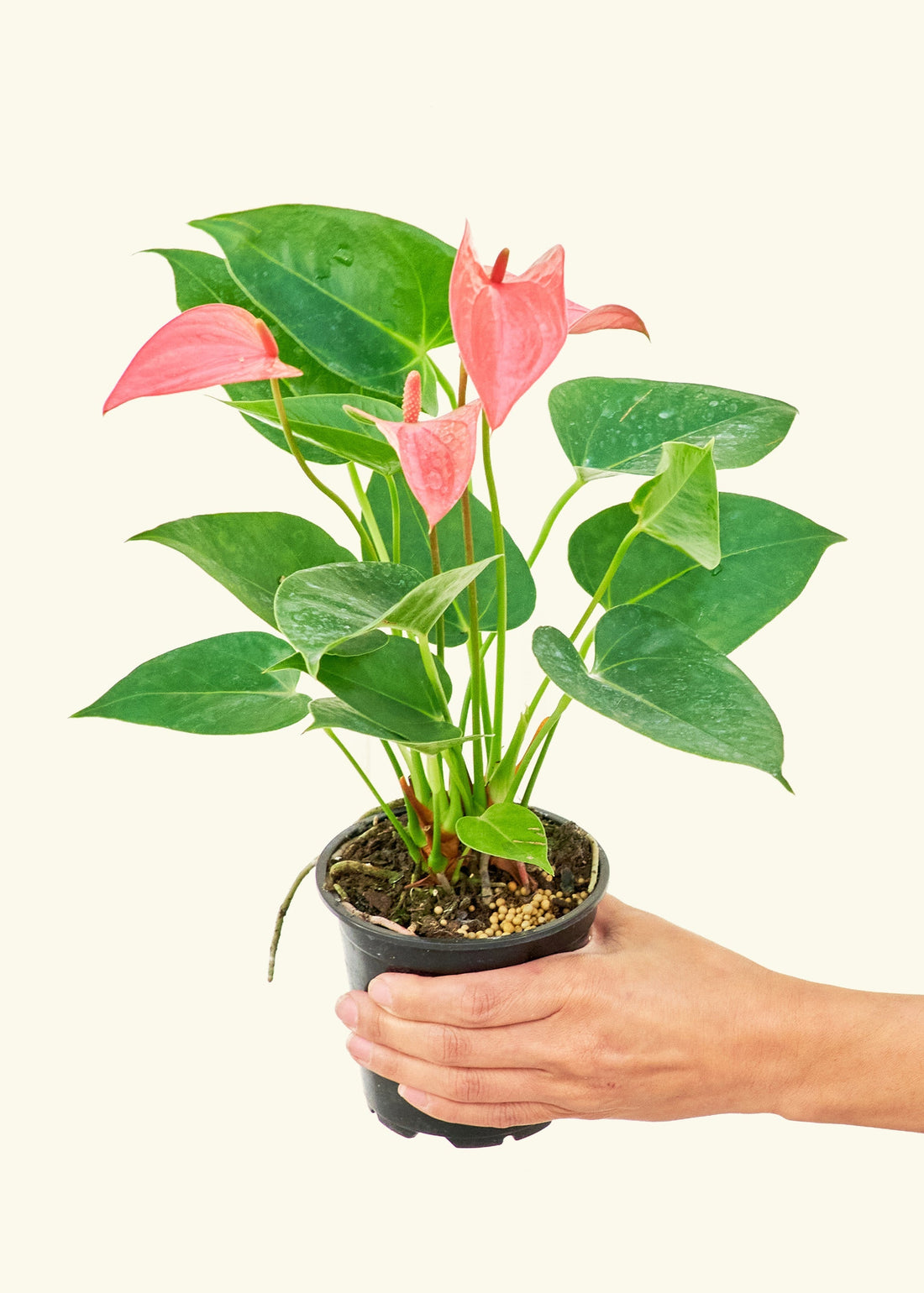 Small Anthurium &