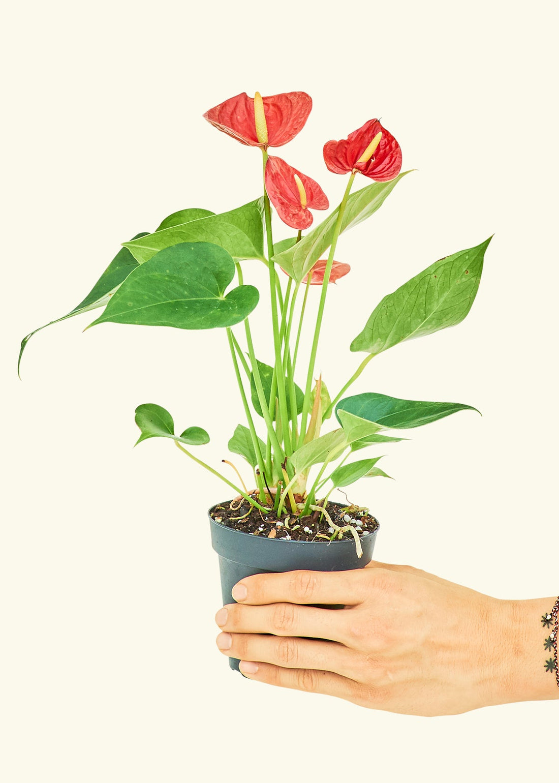 Small Anthurium Red in a grow pot