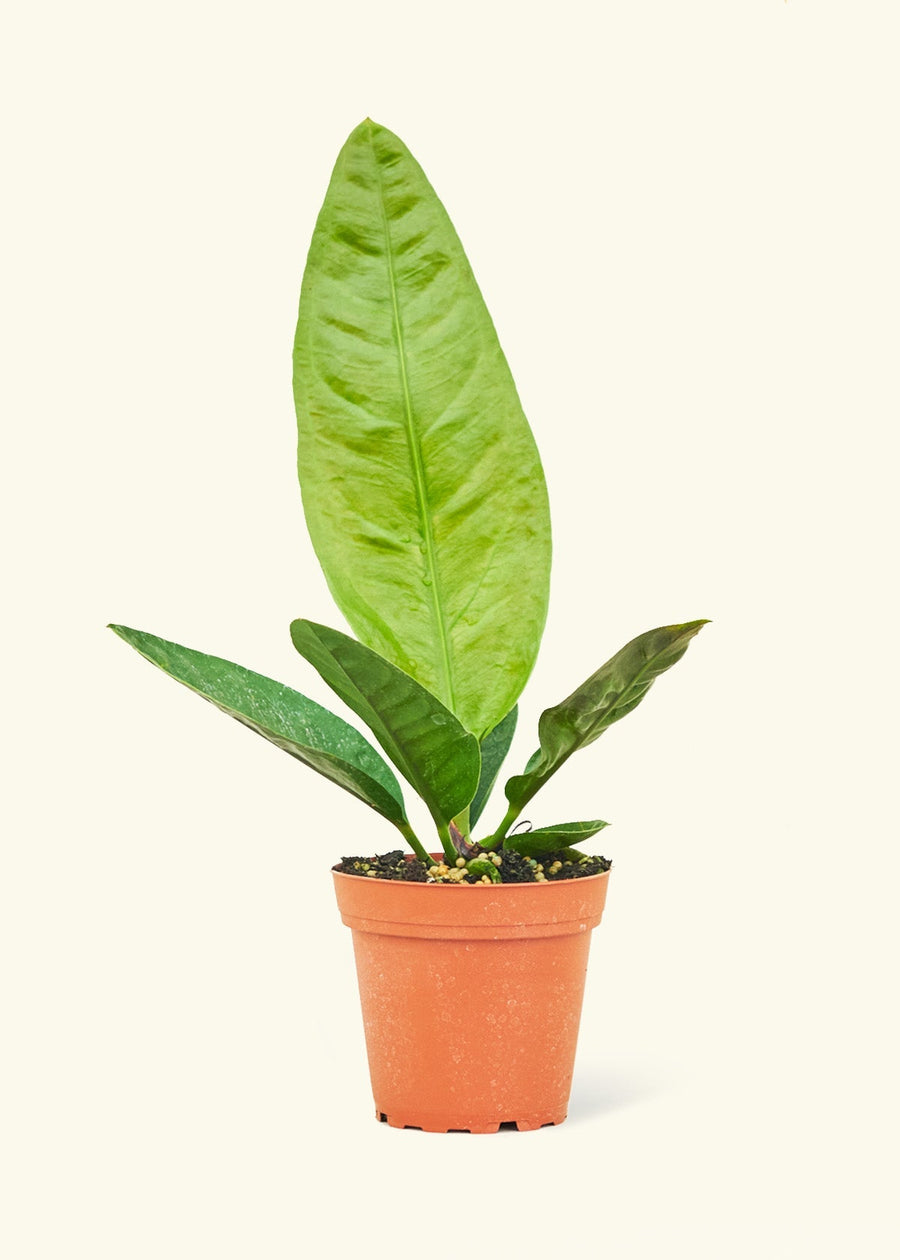 Small Bird's Nest Anthurium in a grow pot.