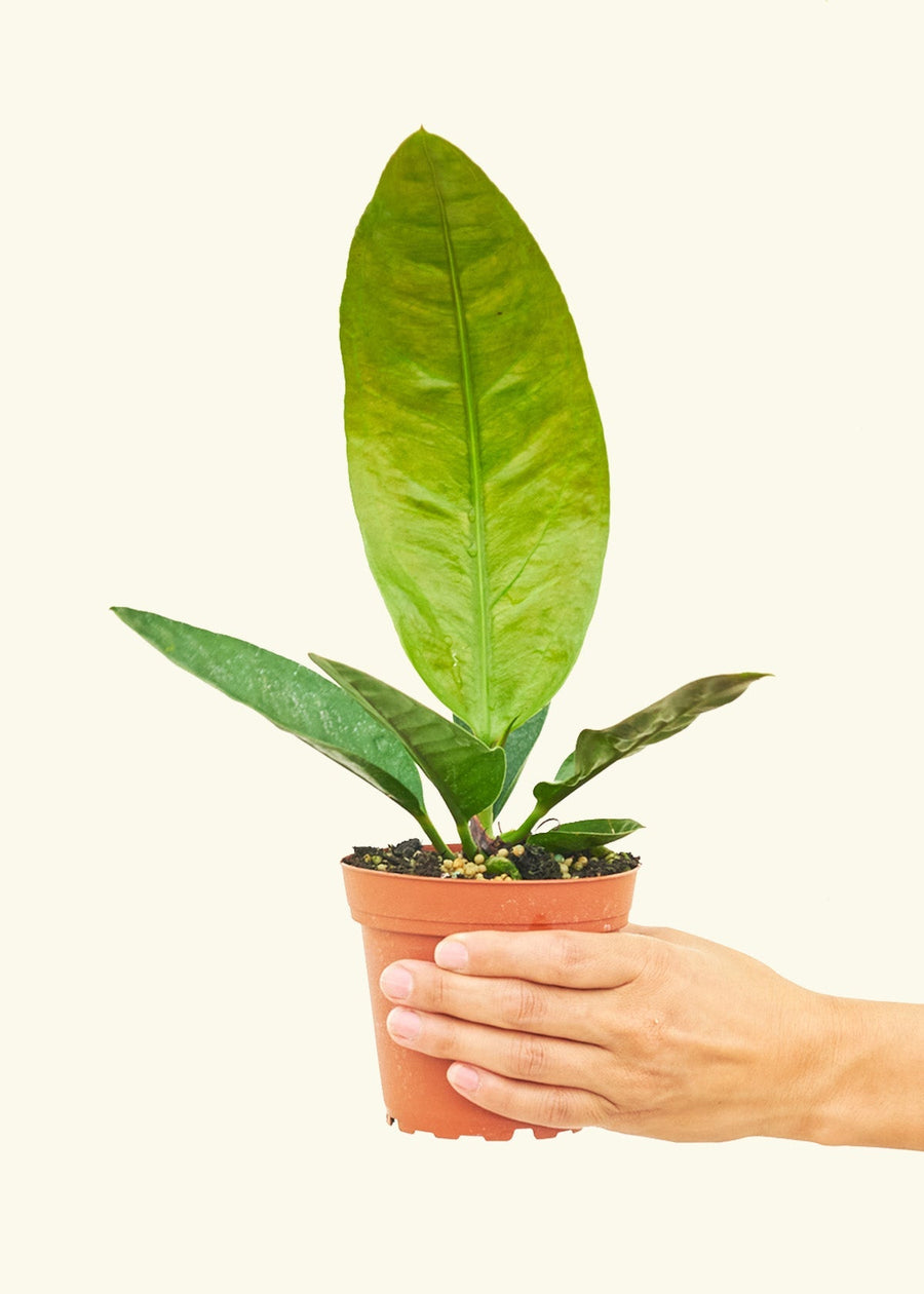 Small Bird's Nest Anthurium in a grow pot.