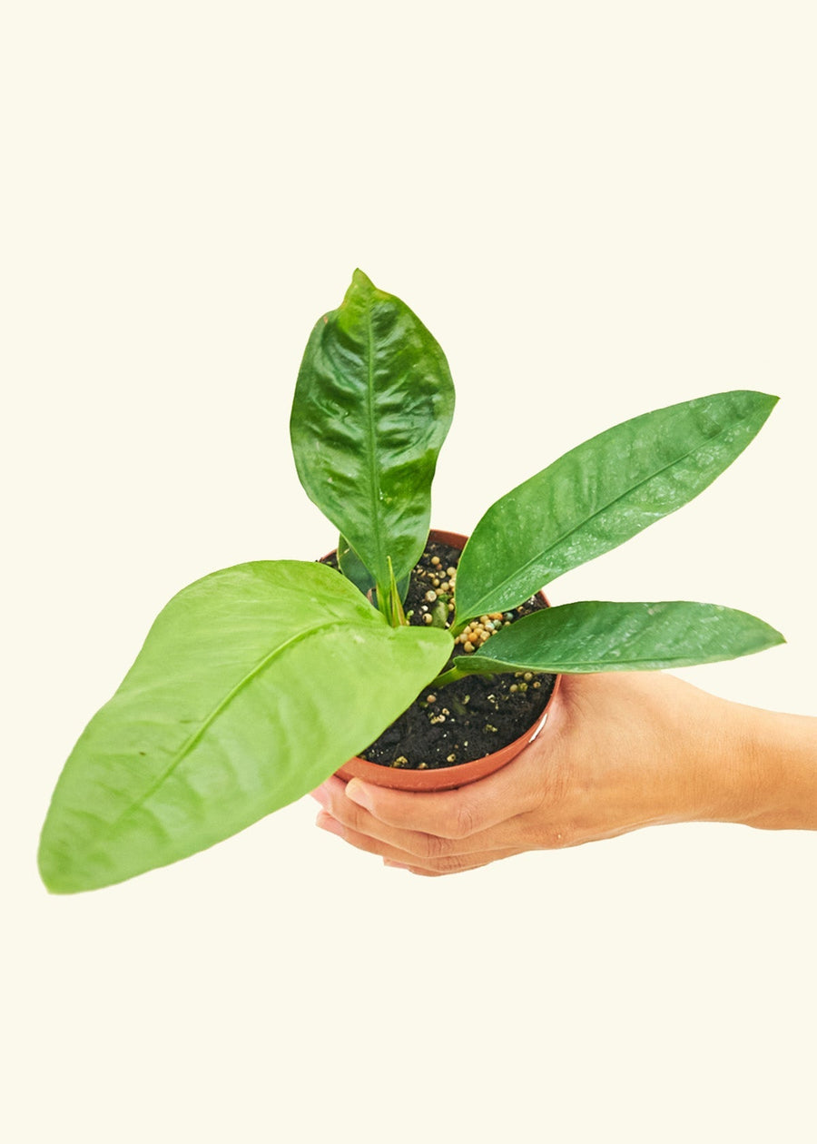 Small Bird's Nest Anthurium in a grow pot.