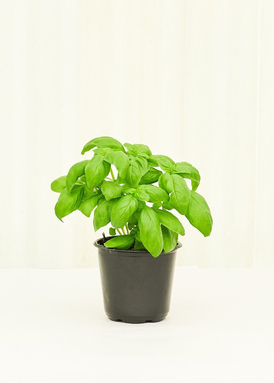 Basil 4-Pack Plant Rooted 