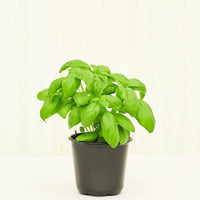 Basil 4-Pack Plant Rooted 