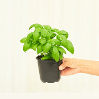 Basil 4-Pack Plant Rooted 