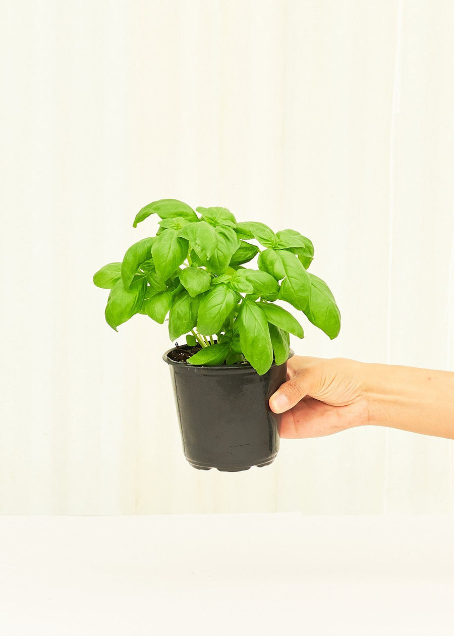 Basil 4-Pack Plant Rooted 