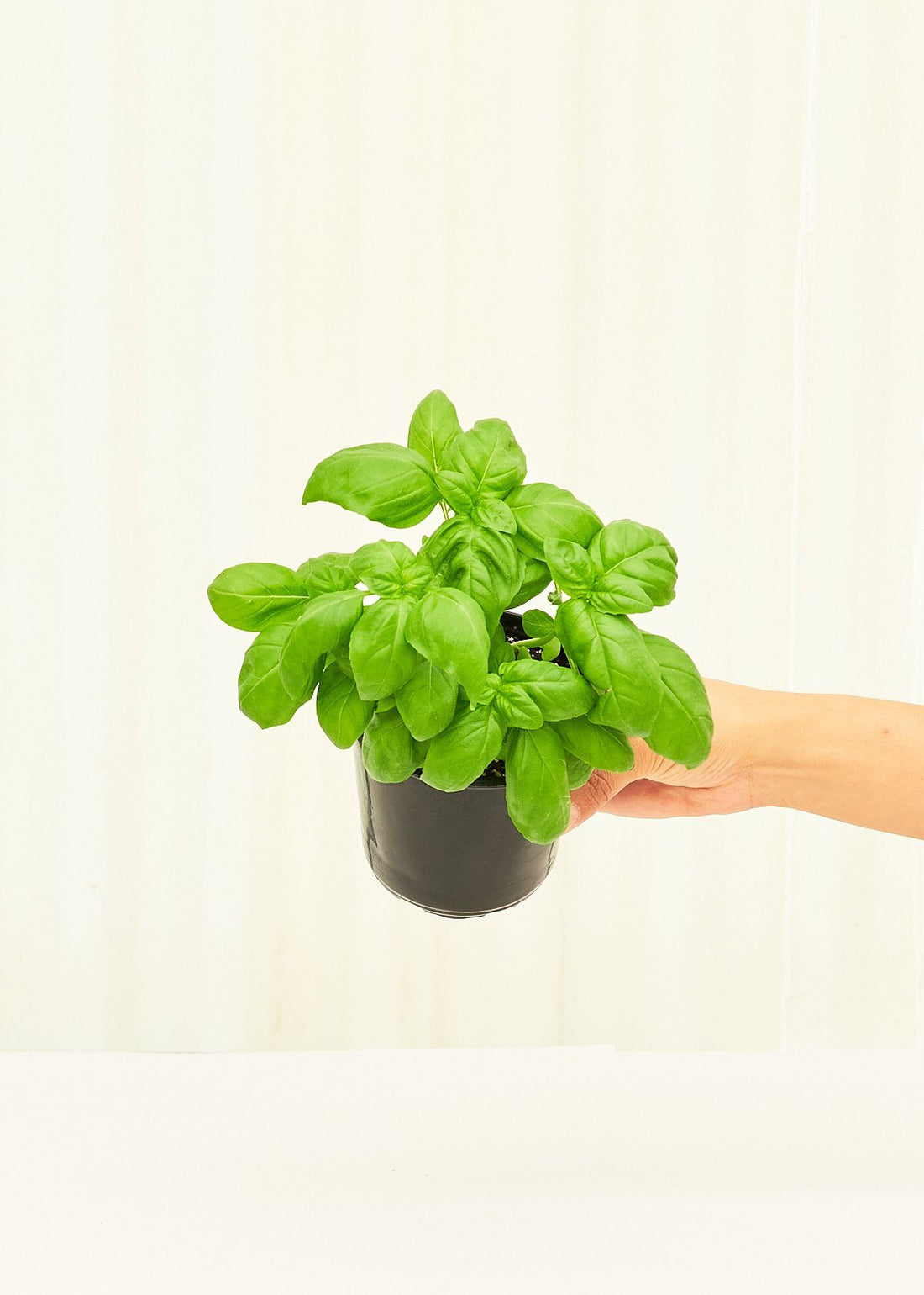 Basil 4-Pack Plant Rooted 