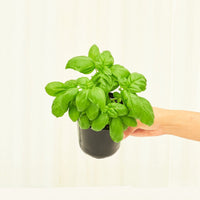 Basil 4-Pack Plant Rooted 