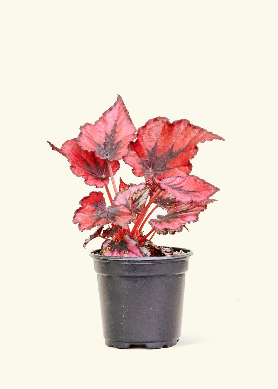 Small Begonia &