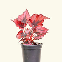 Small Begonia 'Red Robin' in a grow pot.