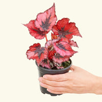 Small Begonia 'Red Robin' in a grow pot.