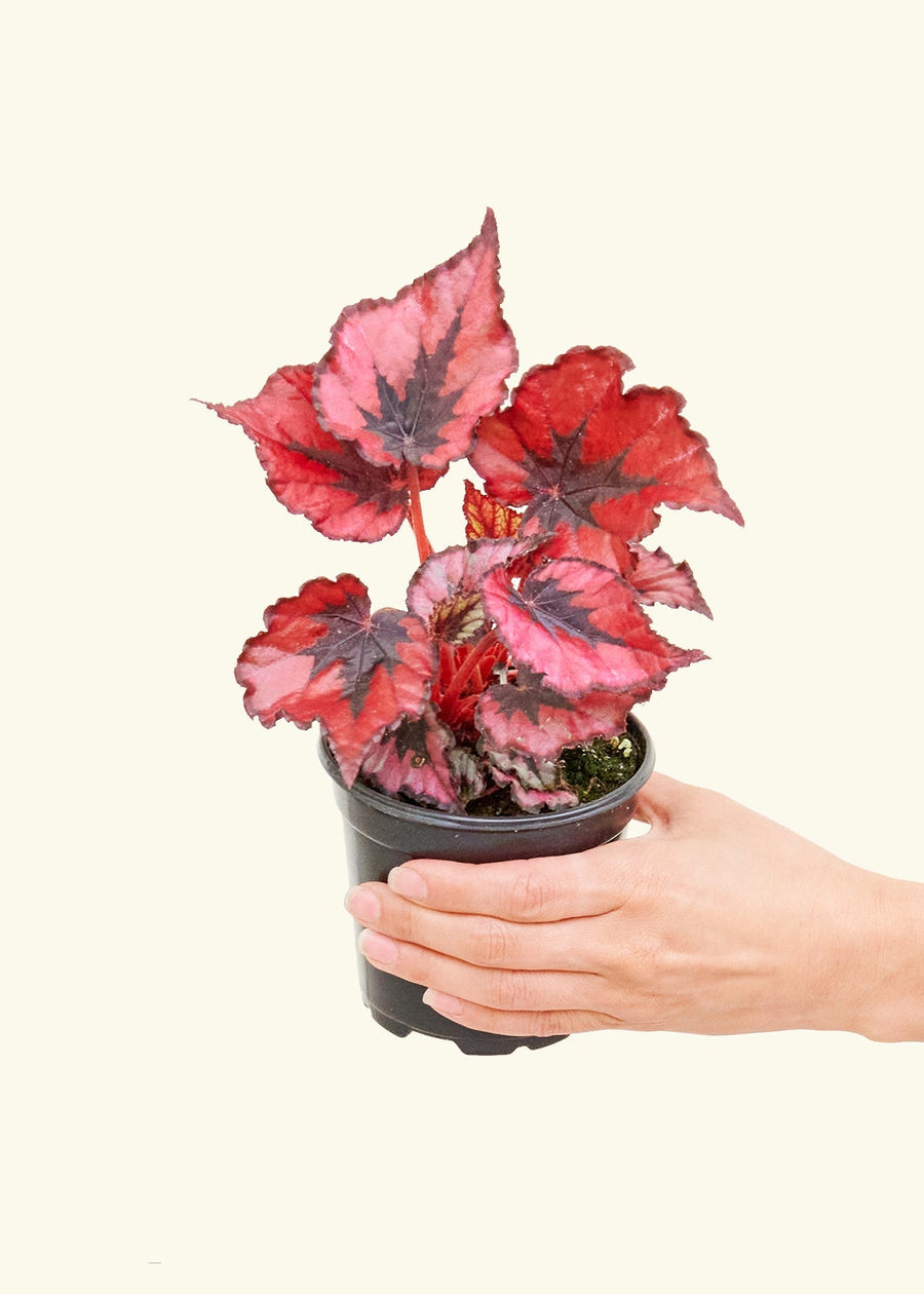 Small Begonia 'Red Robin' in a grow pot.