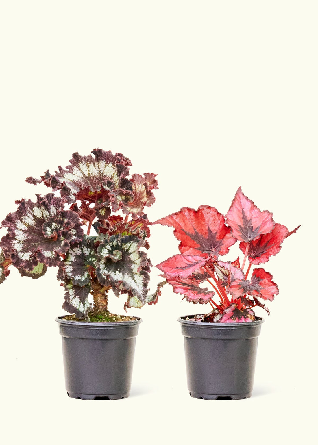 2 4" begonias in nursery pots