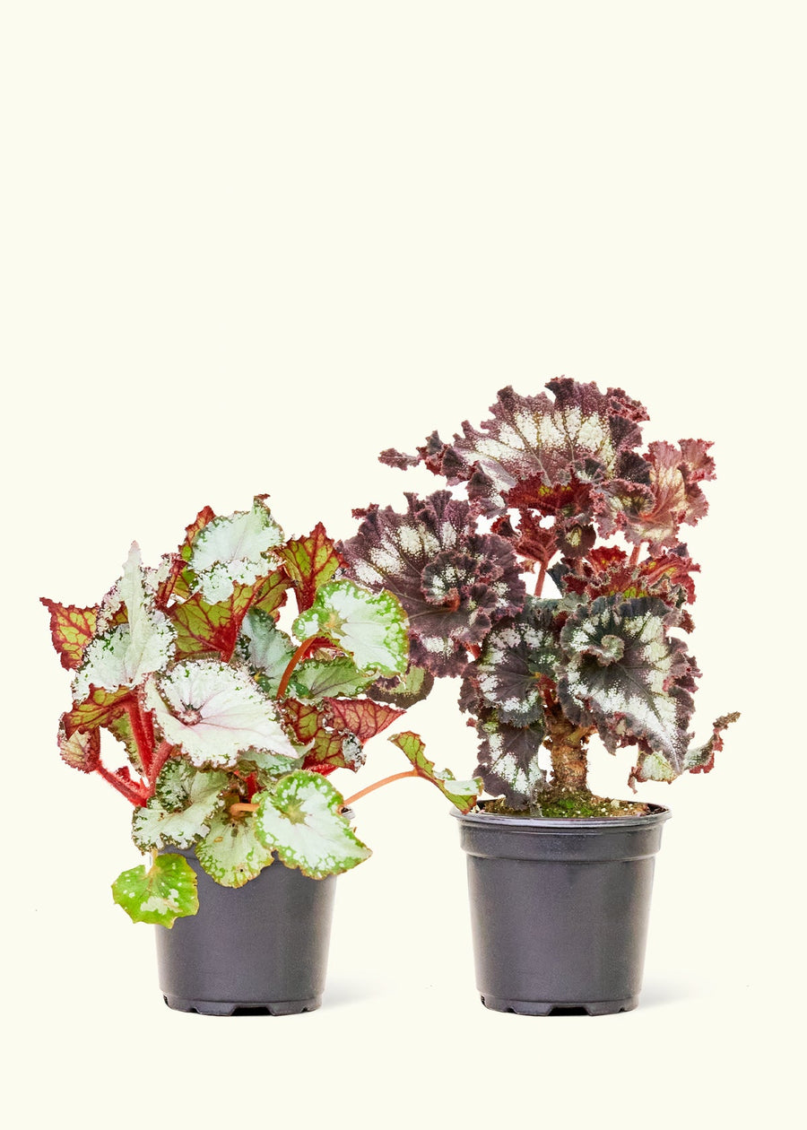 2 4" begonias in nursery pots