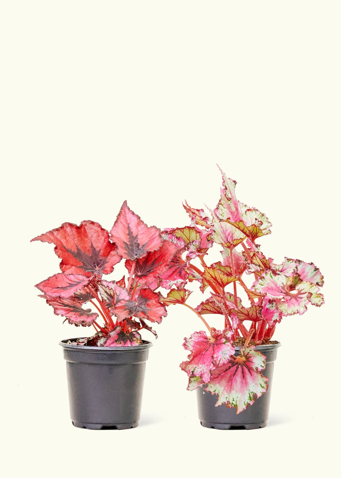 2 4" begonias in nursery pots