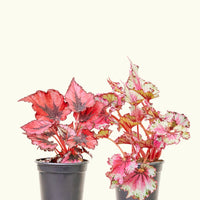 2 4" begonias in nursery pots