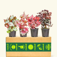 Assorted Begonia 'Rex' Variety Box