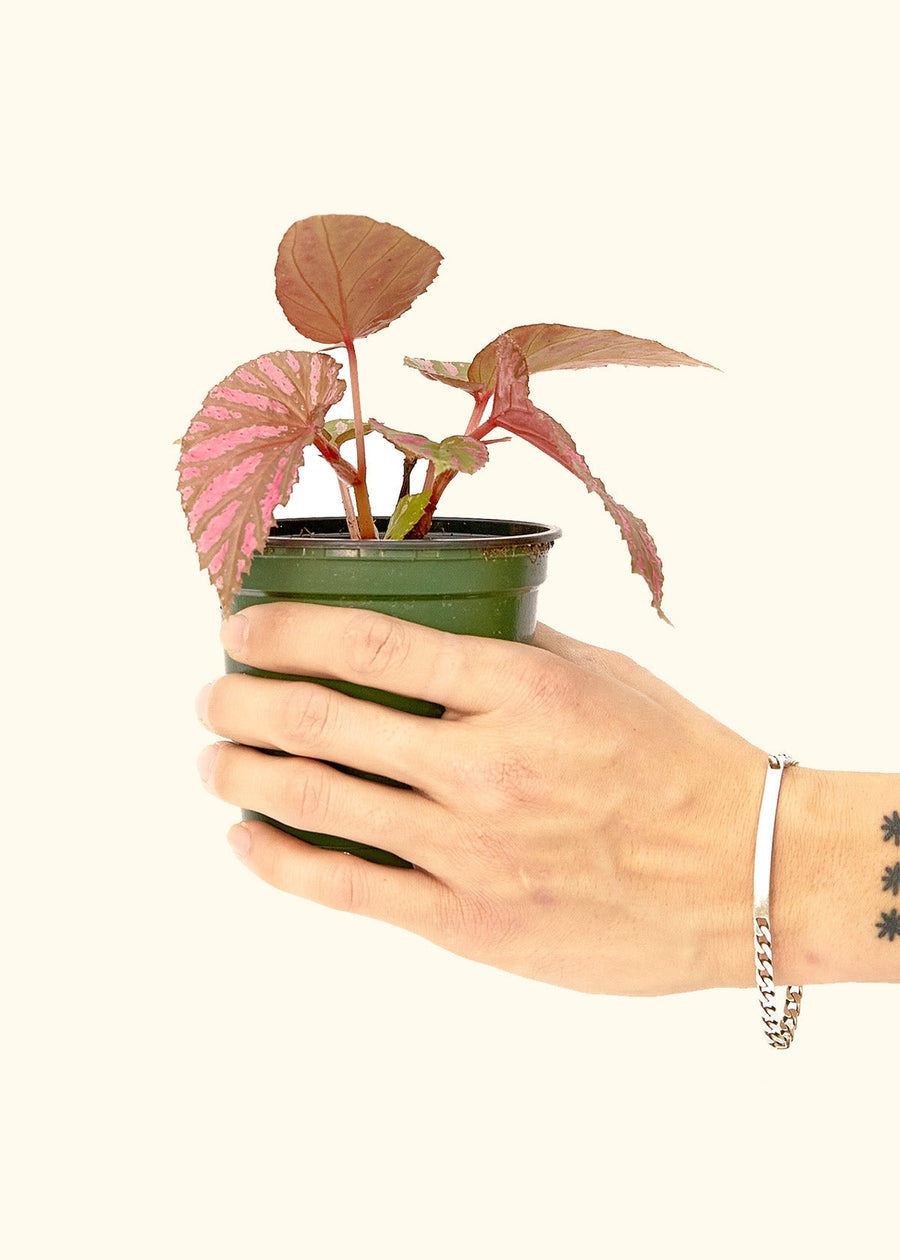 Small Begonia Exotica in a grow pot.