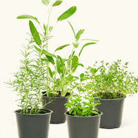 Kitchen Essentials Herb Kit Plant Rooted