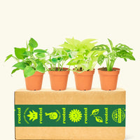 Trailing Plant Box