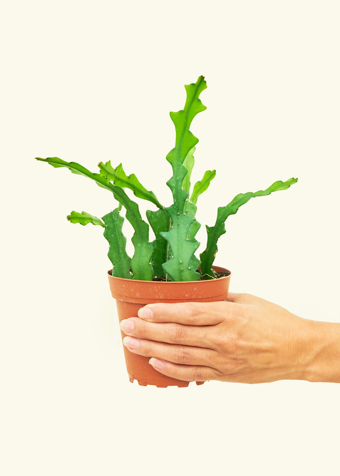 Small cactus fishbone in a grow pot.