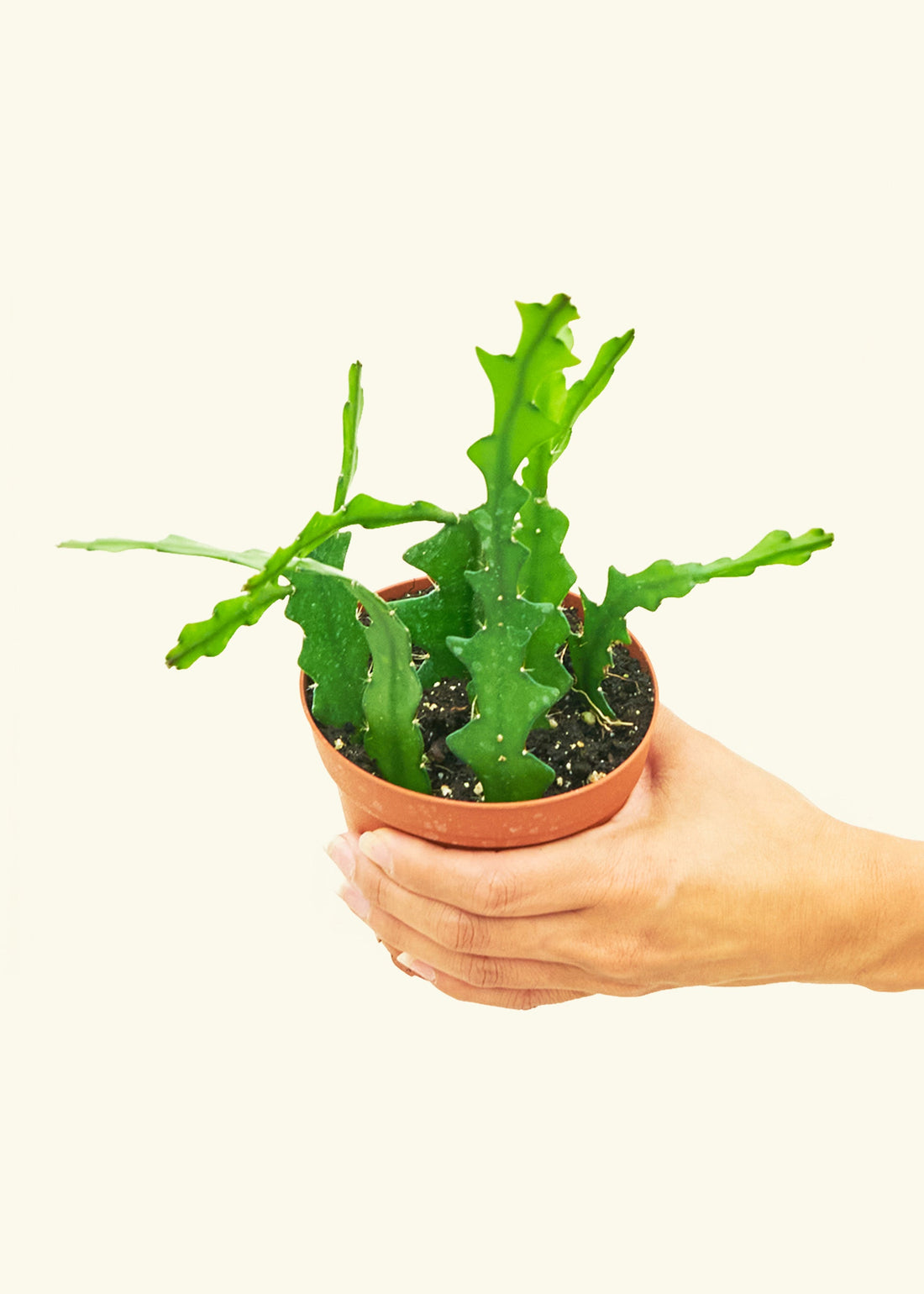 Small cactus fishbone in a grow pot.