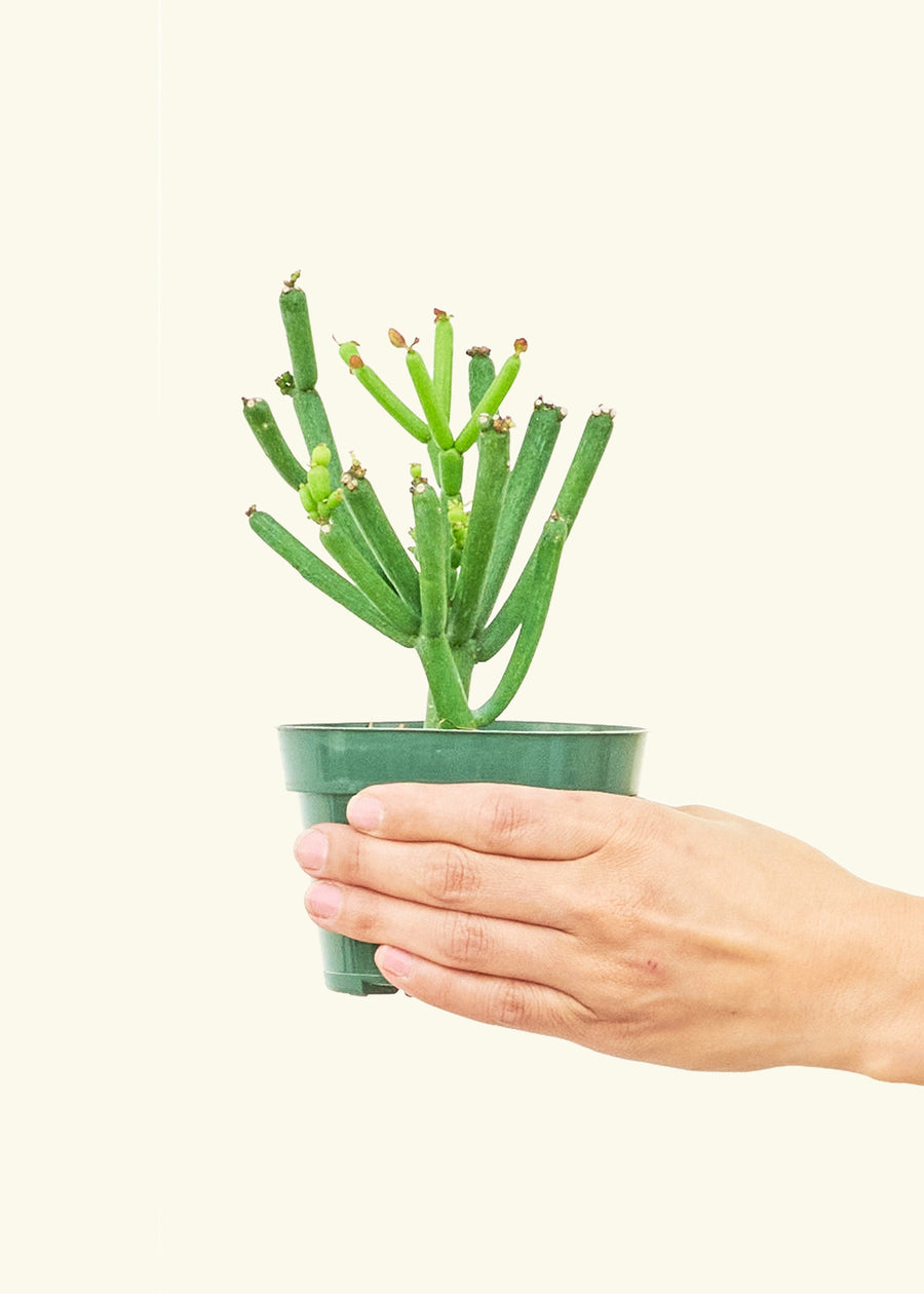 Small Pencil Cactus (Euphorbia tirucalli) in a grow pot.