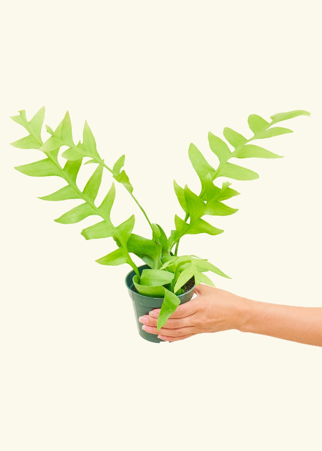 Small Sharktooth Fern (Selenicereus chrysocardium)