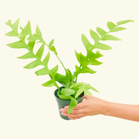 Small Sharktooth Fern (Selenicereus chrysocardium)