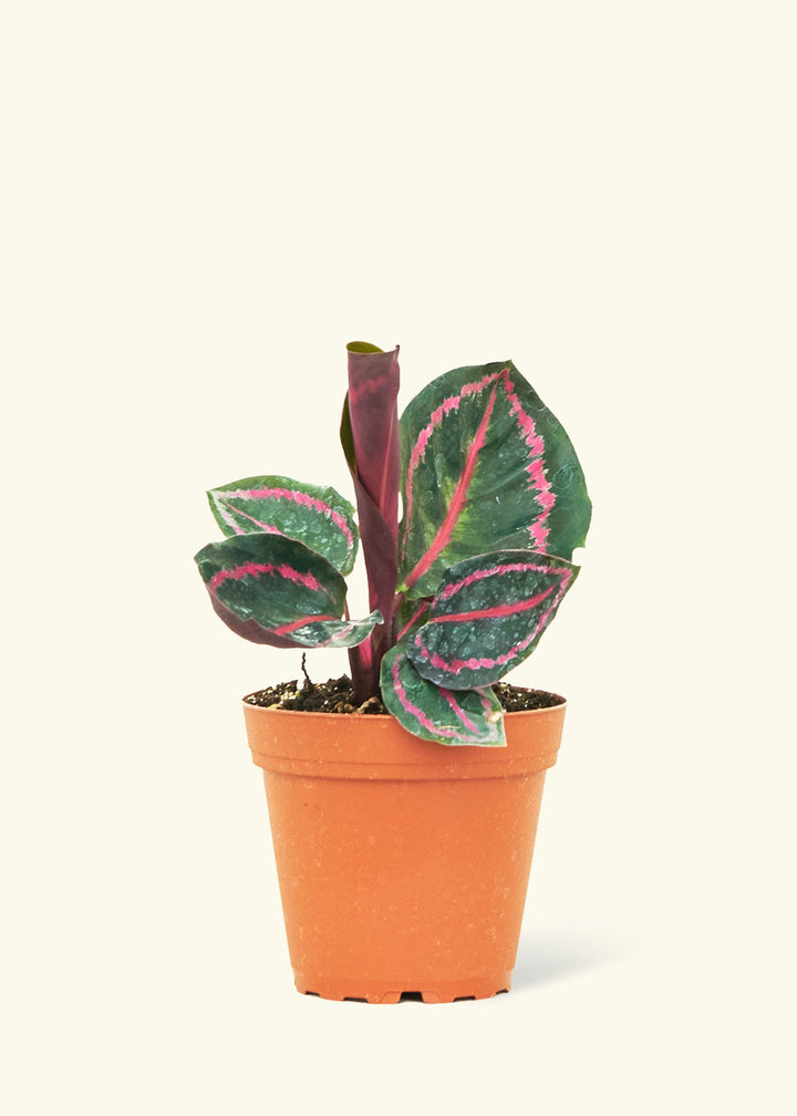 Small Calathea 'Dottie' in a grow pot.